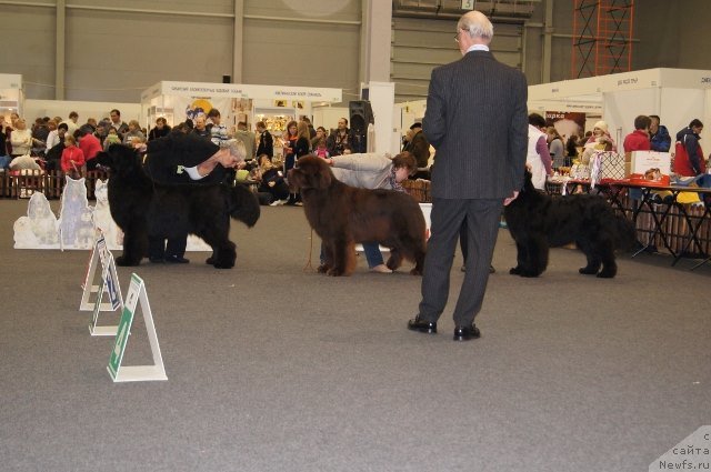 Фото: ньюфаундленд Deep Love I'm Sensation (Deep Love I'm Sensation), Nina Bazulina (Нина Базулина), ньюфаундленд Aquatoriya Kelvin Reds Begin and Win (Акватория Келвин Редс Бегин энд Вин), Tat'yana Abutova (Татьяна Абутова), ньюфаундленд Aquatoriya Kelvin Fiona (Акватория Келвин Фиона), Viktoriya Soldatenko (Виктория Солдатенко)