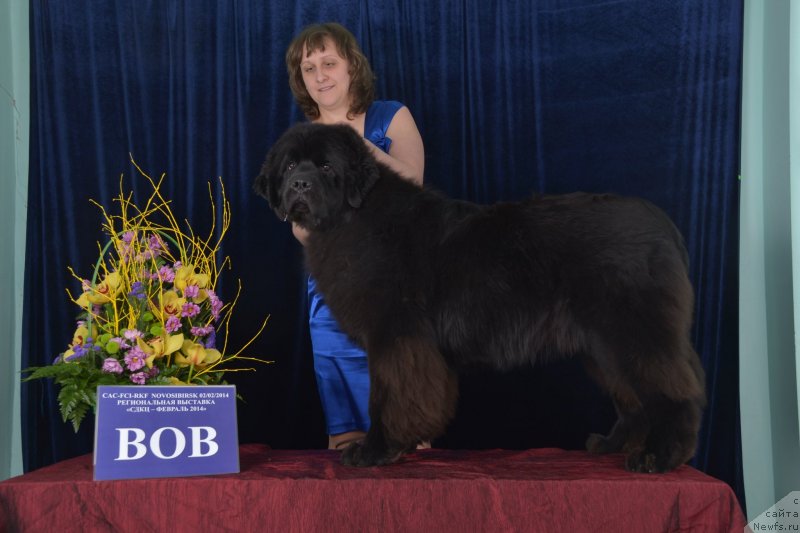 Фото: ньюфаундленд Sent Djons Zaura (Сент Джонс Заура)