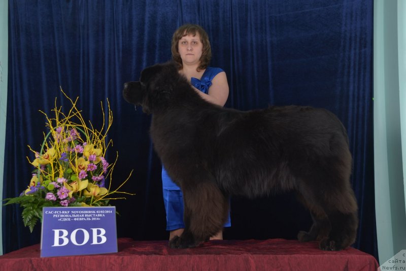 Фото: ньюфаундленд Sent Djons Zaura (Сент Джонс Заура)