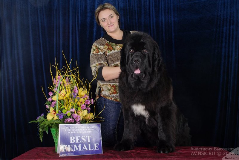 Фото: Elizaveta Pavlova (Елизавета Павлова), ньюфаундленд Rusalochka iz Plemeni Kedra (Русалочка из Племени Кедра)