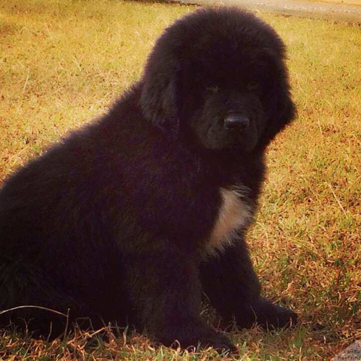 Фото: ньюфаундленд Schekn s Berega Dona (Щекн с Берега Дона)