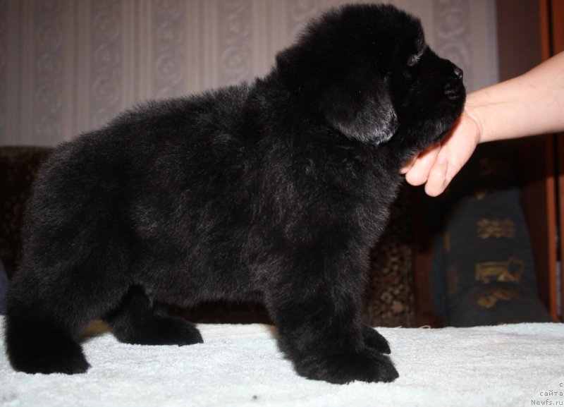 Фото: ньюфаундленд Blek Genius Brilliant (Блек Гениус Бриллиант)