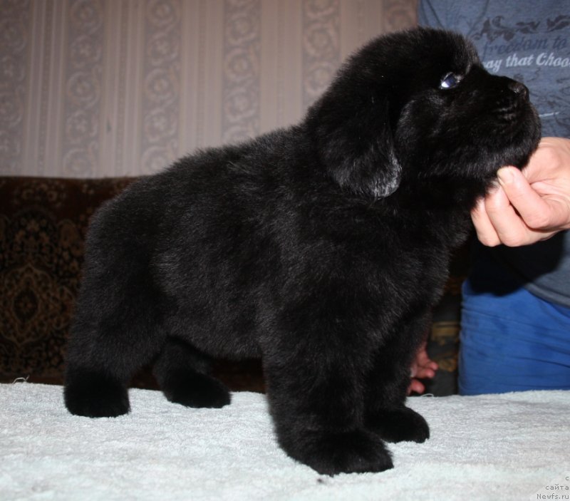Фото: ньюфаундленд Blek Genius Brilliant (Блек Гениус Бриллиант)