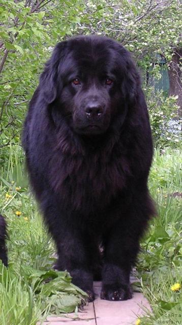 Фото: ньюфаундленд Nort Fyeys Lavanda (Норт Фэйс Лаванда)