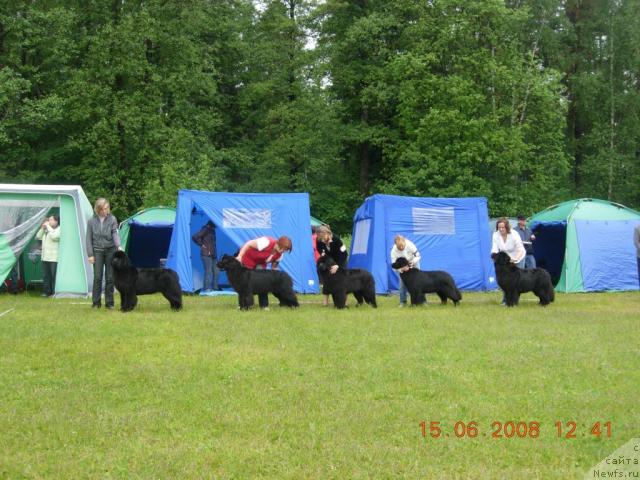 Фото: ньюфаундленд Skippers Only You for Smigar, первая с лева  первая с права Wave Seekers Beauty Sleep