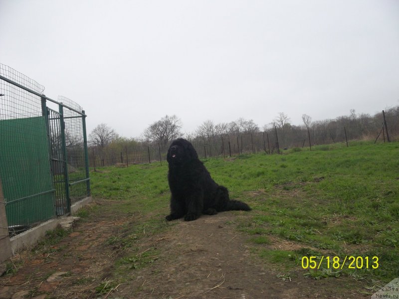 Фото: ньюфаундленд Vito Kacho Ferl (Вито Качо Ферл)