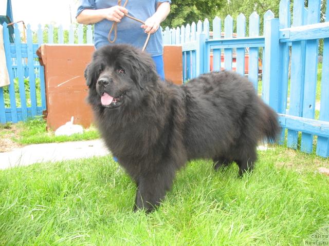 Фото: ньюфаундленд Ol'bar de Zor Idiliya (Ольбар де Зор Идилия)