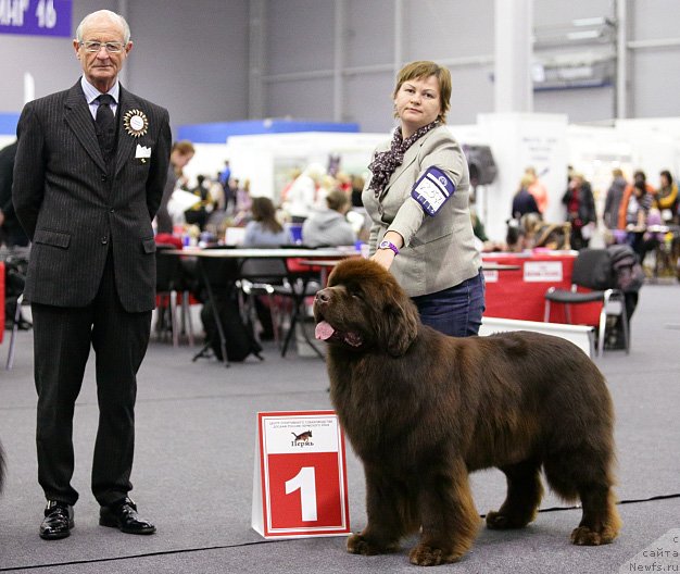 Фото: ньюфаундленд Aquatoriya Kelvin Reds Begin and Win (Акватория Келвин Редс Бегин энд Вин)