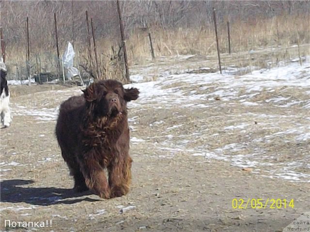 Фото: ньюфаундленд Moy Milyiy Drug Potap ot Marleon Dusvik (Мой Милый Друг Потап от Марлеон Дусвик)