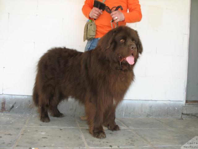 Фото: ньюфаундленд Ol'bar de Zor Iron (Ольбар де Зор Ирон)