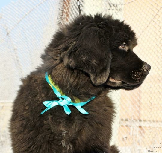 Фото: ньюфаундленд Dar Svezy Unika Sagitta (Дар Свезы Юника Сагитта)