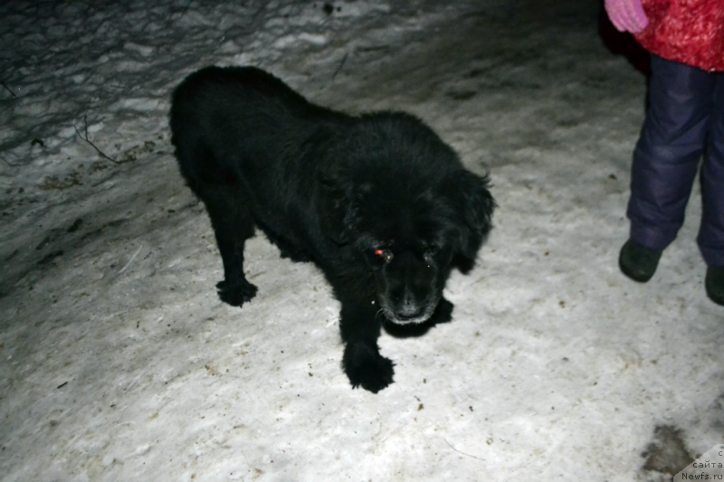 Фото: Janna SHmelyova (Жанна Шмелёва), Дюша