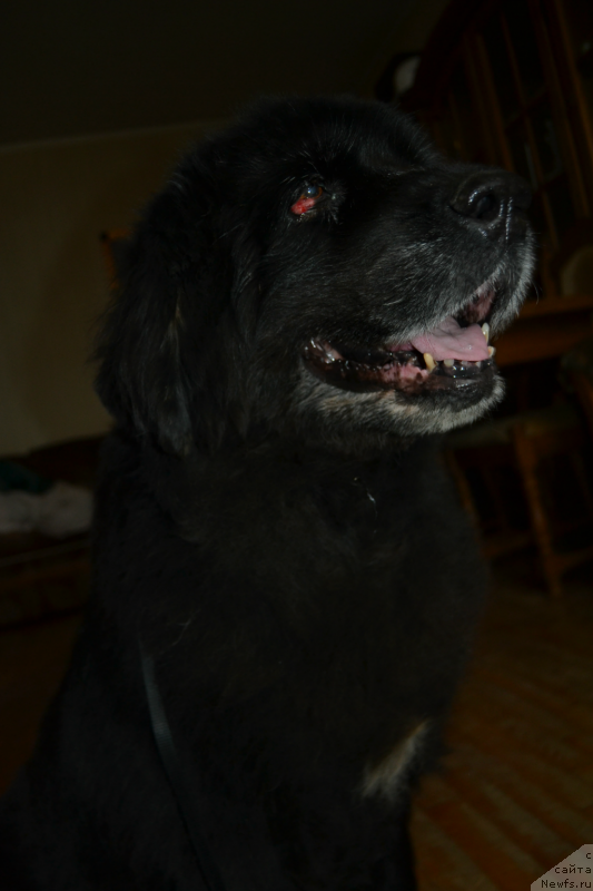 Фото: Janna SHmelyova (Жанна Шмелёва), Дюша