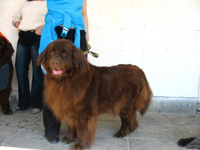 Фото: ньюфаундленд Ol'bar de Zor Irga (Ольбар де Зор Ирга)