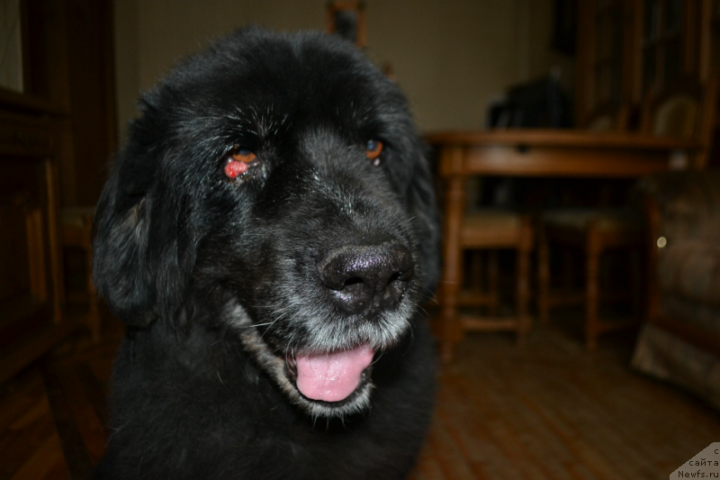 Фото: Janna SHmelyova (Жанна Шмелёва), Дюша