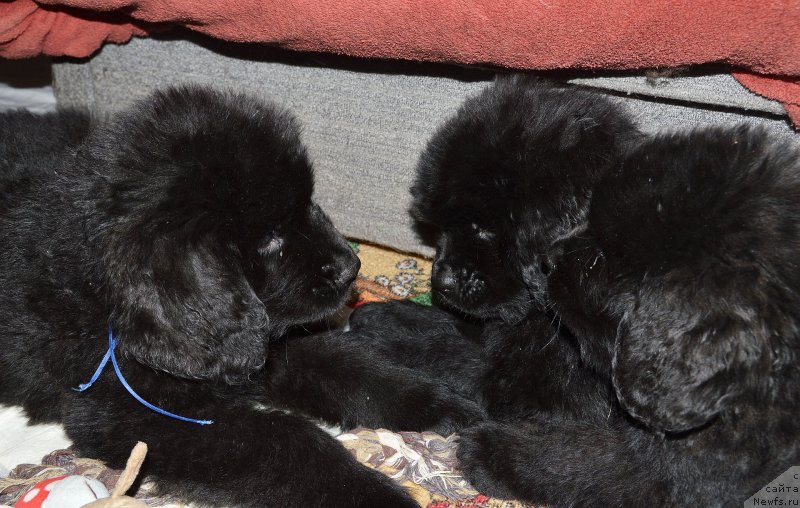 Фото: ньюфаундленд Smigar Umnica Razumnica (Смигар Умница Разумница)