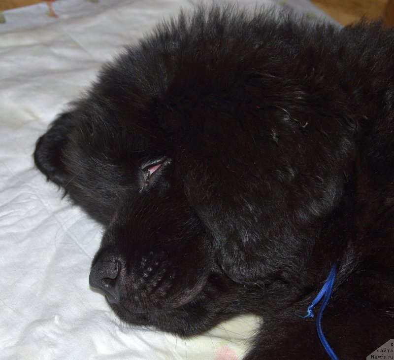 Фото: ньюфаундленд Smigar Umnica Razumnica (Смигар Умница Разумница)