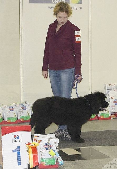 Фото: ньюфаундленд Dar Svezy Unika Sagitta (Дар Свезы Юника Сагитта)