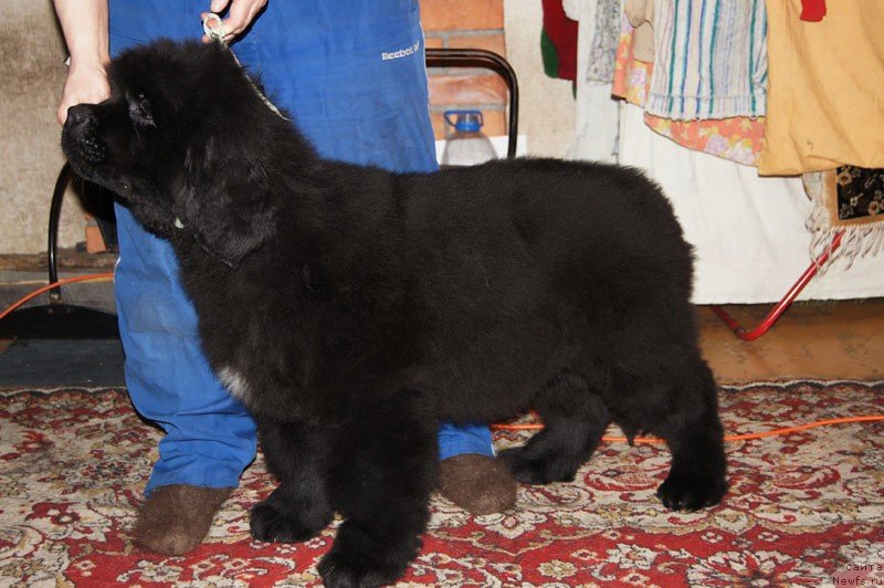 Фотография № 146489