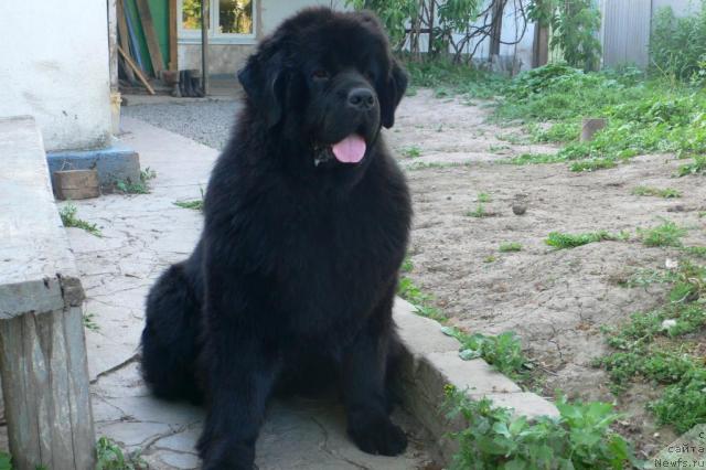 Фото: ньюфаундленд Super Premium Ameliya YEkshen (Супер Премиум Амелия Экшен)