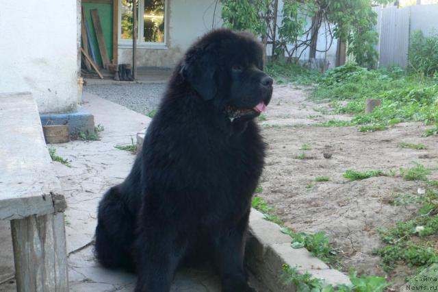 Фото: ньюфаундленд Super Premium Ameliya YEkshen (Супер Премиум Амелия Экшен)