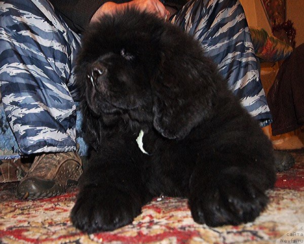 Фото: ньюфаундленд Super Bizon Lazzaro (Супер Бизон Лаззаро)