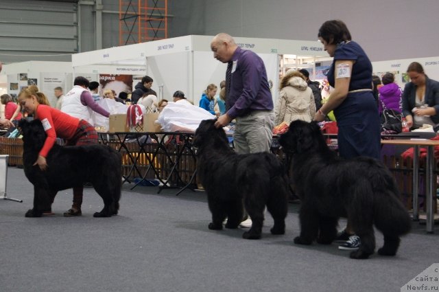 Фото: ньюфаундленд Akvatoriya Kelvin CHernaya Feeriya (Акватория Келвин Черная Феерия), ньюфаундленд Akvatoriya Kelvin SHamoni (Акватория Келвин Шамони), ньюфаундленд Aquatoriya Kelvin Sharliz (Акватория Келвин Шарлиз)