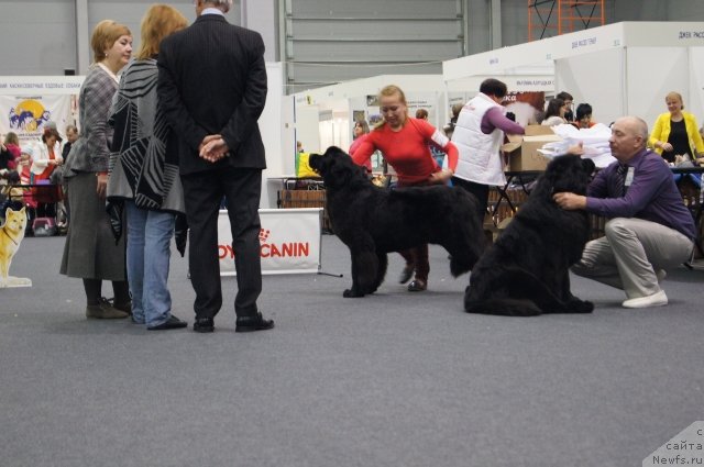 Фото: ньюфаундленд Akvatoriya Kelvin SHamoni (Акватория Келвин Шамони), ньюфаундленд Aquatoriya Kelvin Sharliz (Акватория Келвин Шарлиз)