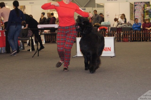 Фото: ньюфаундленд Akvatoriya Kelvin SHamoni (Акватория Келвин Шамони)