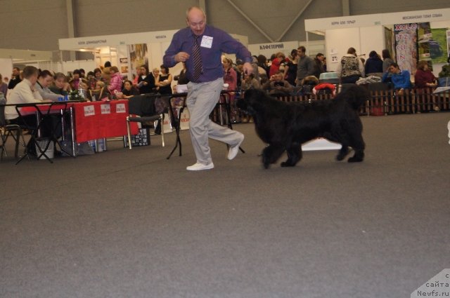 Фото: ньюфаундленд Aquatoriya Kelvin Sharliz (Акватория Келвин Шарлиз)