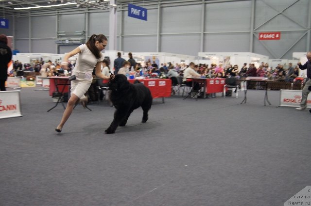 Фото: ньюфаундленд Pitern'yuf CHivas Regal (Питерньюф Чивас Регал)