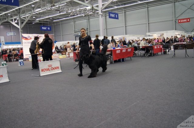 Фото: ньюфаундленд Yupiter Tsar Bogov ot Sibirskogo Medvedja (Юпитер Царь Богов от Сибирского Медведя)