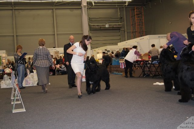 Фото: ньюфаундленд Pitern'yuf CHivas Regal (Питерньюф Чивас Регал)