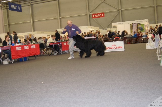 Фото: ньюфаундленд Simbad Pokoritel' Morey (Симбад Покоритель Морей)