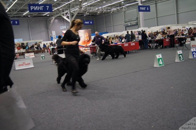 Фото: ньюфаундленд Yupiter Tsar Bogov ot Sibirskogo Medvedja (Юпитер Царь Богов от Сибирского Медведя), ньюфаундленд Simbad Pokoritel' Morey (Симбад Покоритель Морей)