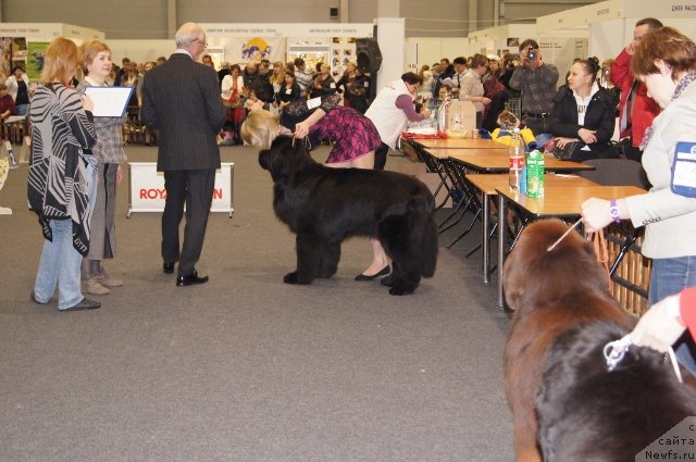 Фото: ньюфаундленд Na Grebne Volnyi Kubok Mira (На Гребне Волны Кубок Мира)