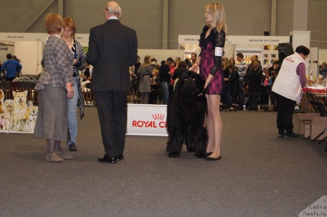 Фото: ньюфаундленд Na Grebne Volnyi Kubok Mira (На Гребне Волны Кубок Мира)