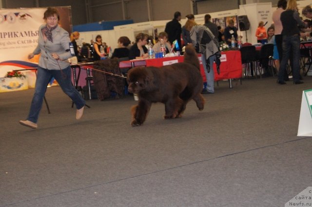 Фото: ньюфаундленд Aquatoriya Kelvin Reds Begin and Win (Акватория Келвин Редс Бегин энд Вин)