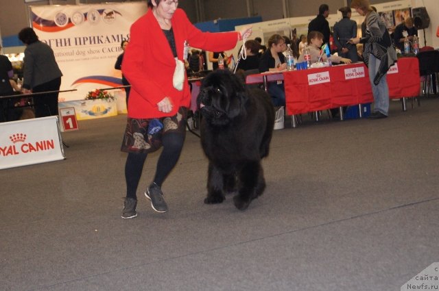 Фото: ньюфаундленд Njufort Fidel (Ньюфорт Фидель)