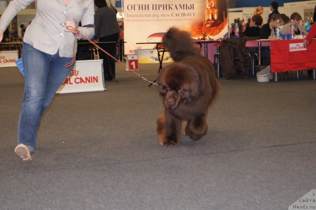 Фото: ньюфаундленд Aquatoriya Kelvin Reds Begin and Win (Акватория Келвин Редс Бегин энд Вин)