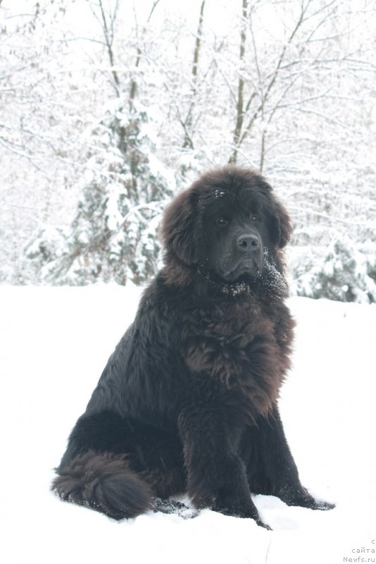 Фото: ньюфаундленд Rom Kubinskiy Kara Deniz (Ром Кубинский Кара Дениз)