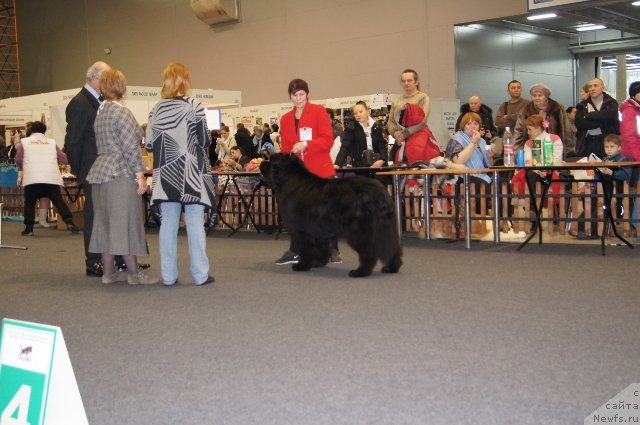 Фото: ньюфаундленд Njufort Fidel (Ньюфорт Фидель)