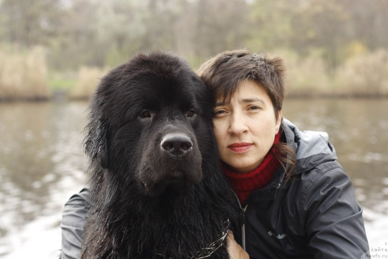 Фото: ньюфаундленд Rom Kubinskiy Kara Deniz (Ром Кубинский Кара Дениз)