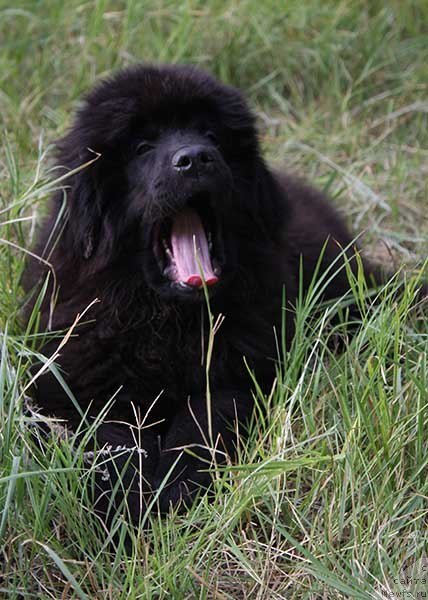 Фото: ньюфаундленд Rom Kubinskiy Kara Deniz (Ром Кубинский Кара Дениз)