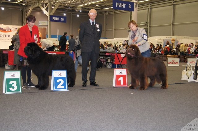 Фото: ньюфаундленд Njufort Fidel (Ньюфорт Фидель), ньюфаундленд Aquatoriya Kelvin Reds Begin and Win (Акватория Келвин Редс Бегин энд Вин)