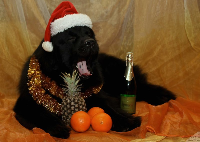 Фото: ньюфаундленд Rom Kubinskiy Kara Deniz (Ром Кубинский Кара Дениз)