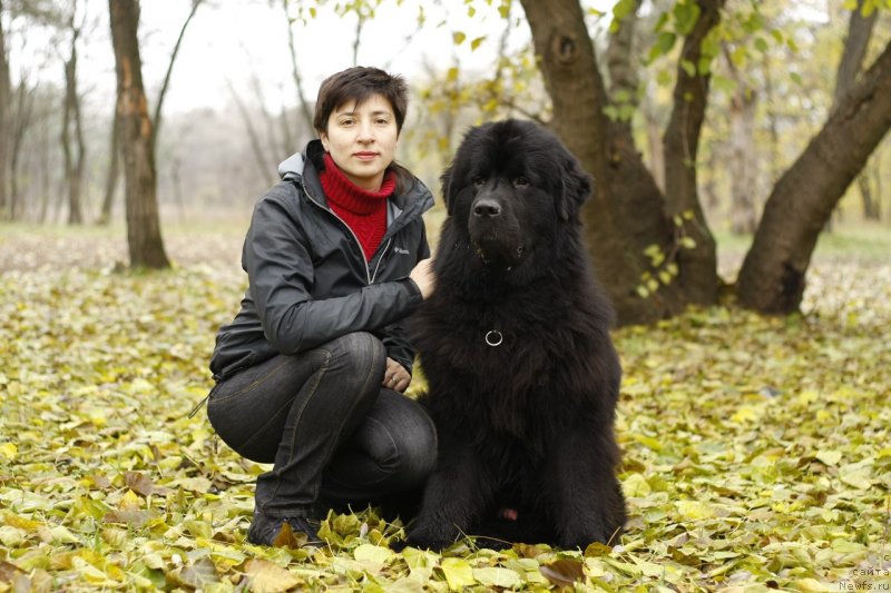 Фото: ньюфаундленд Rom Kubinskiy Kara Deniz (Ром Кубинский Кара Дениз), Galina Pavlova (Галина Павлова)