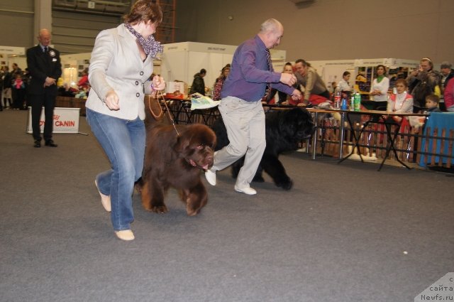 Фото: ньюфаундленд Simbad Pokoritel' Morey (Симбад Покоритель Морей), ньюфаундленд Aquatoriya Kelvin Reds Begin and Win (Акватория Келвин Редс Бегин энд Вин)