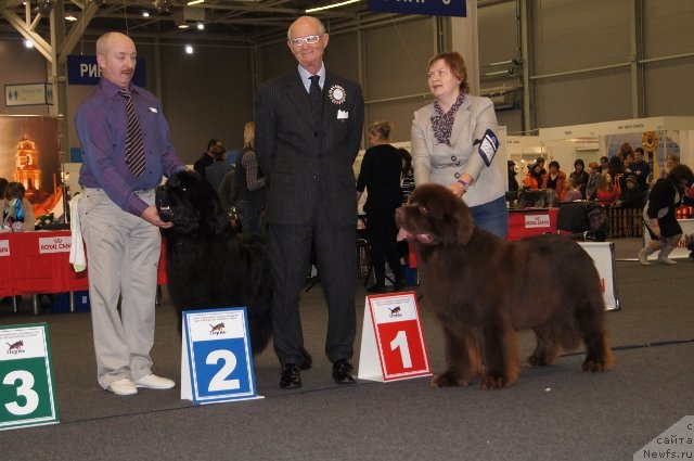 Фото: ньюфаундленд Simbad Pokoritel' Morey (Симбад Покоритель Морей), ньюфаундленд Aquatoriya Kelvin Reds Begin and Win (Акватория Келвин Редс Бегин энд Вин)