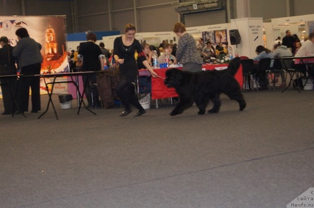 Фото: ньюфаундленд Aquatoriya Kelvin Fiona (Акватория Келвин Фиона)